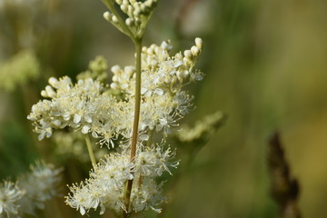 elderflower
