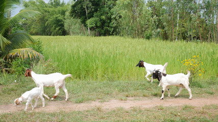 Goats in farmland green rice background.