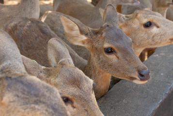 Beautiful image with a pair of the cute wild deers