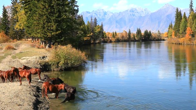 Rural landscape with horses at a watering hole at the Irkut River at an autumn day. Eastern Sayan Mountains in the distance. Siberia, Buryatia, Tunka valley, Kyren, Arshan, Nugan village