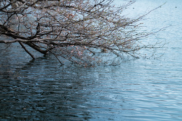 水桜