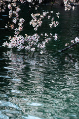 Obraz na płótnie Canvas 桜と深緑２