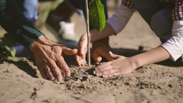 The child and adult hands planting a tree. slow motion