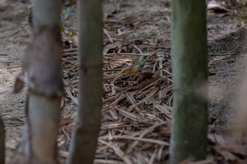 Very unusual lizard