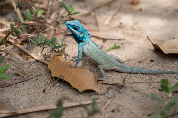  Lizard chameleon