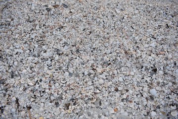 Background of sea shells on the beach