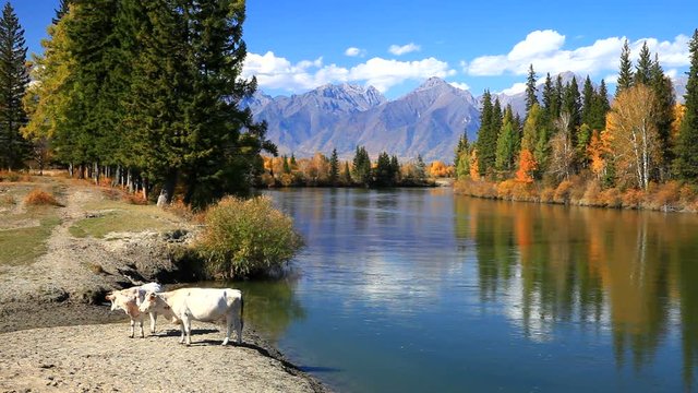 Rural landscape with calves by the river Irkut in autumn sunny day. Eastern Sayan Mountains in the distance. Siberia, Buryatia, Tunka valley, Kyren, Arshan, Nugan