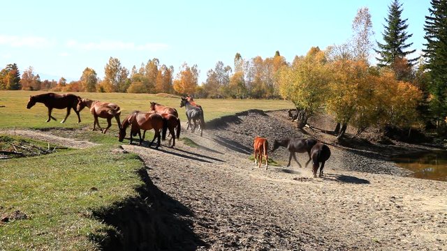 A herd of free horses goes from a watering hole to a meadow to graze. One horse lies in the sand on a beach by the Irkut River. Siberia, Buryatia, Tunka valley