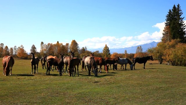 Brown horses graze in the meadow on a warm autumn day on the background of a yellowed forest. Beautiful rural landscape