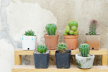 Difference cactus on the small wooden display shelf near the wall designed for home decoration.
