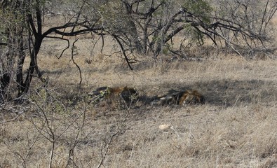 Lions in Kruger National Park, South Africa