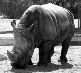 Huge grey rhino in black and white in the wild eating © Shahid Saeed/Wirestock