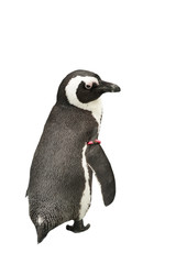 A standing Penguin (trimmed)