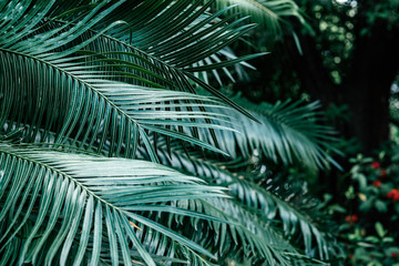Horizontal shot of dark green palm foliage in the tropical forest. Real photo of palm tree in Thailand. Nature and plant concept. Selective focus