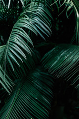 Close up of dark green palm foliage in the tropical forest. Real photo of palm tree in Thailand. Nature and plant concept. Vertical shot. Selective focus
