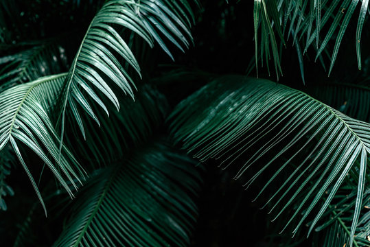 Close up of dark green palm foliage in the tropical forest. Real photo of palm tree in Thailand. Nature and plant concept. Horizontal shot