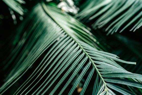 Close up of dark green palm foliage in the tropical forest. Real photo of palm tree in Thailand. Nature and plant concept. Horizontal shot. Selective focus