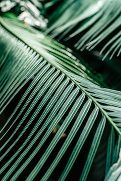 Close up of dark green palm foliage in the tropical forest. Real photo of palm tree in Thailand. Nature and plant concept. Vertical shot. Selective focus