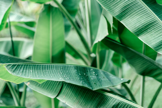 Close up of banana leaves with raindrops on it in lush tropical garden after rain. Real photo made in Thailand. Floral jungle pattern background. Nature and plant concept. Horizontal shot
