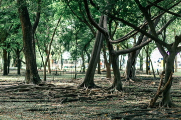 Horizontal shot of big old trees with roots above the ground in asian park on a summer day. Nature and trees concept.