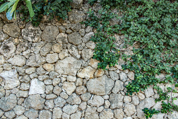 Grey stone textured wall with green plant, ivy leaves, copy space , background