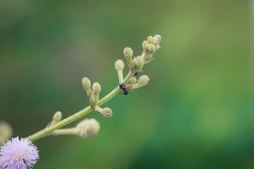 Ants on top of trees