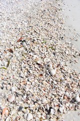Background of shells on the beach