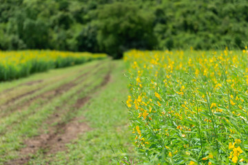 Yellow sun hemp or crotalaria juncea or pummelo flower with blue sky and white clouds in the farm.
