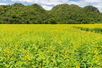 Yellow sun hemp or crotalaria juncea or pummelo flower with blue sky and white clouds in the farm.