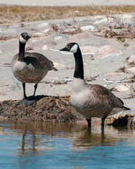 Canada Geese by Sturgeon Creek in Winnipeg, Manitoba