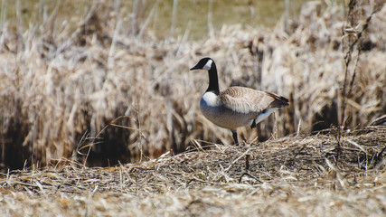 Canada Geese by Sturgeon Creek in Winnipeg, Manitoba