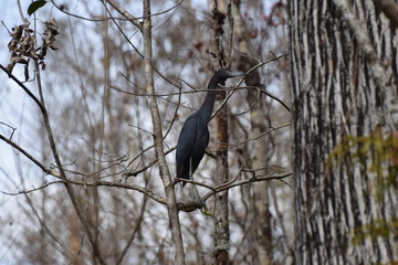heron