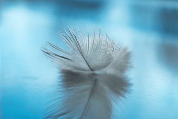 The bird's feathers with water droplets on the delicate blurred background, closeup, selective focus, beautiful abstract background