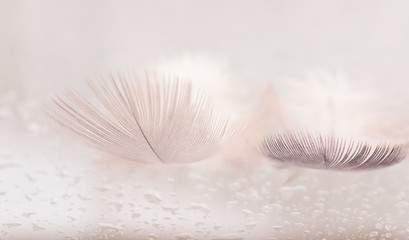 The bird's feathers with water droplets on the delicate blurred background, closeup, selective focus, beautiful abstract background