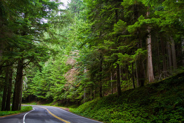 Road through the forest