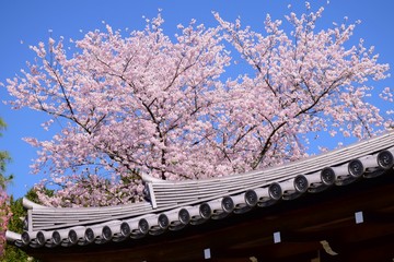 Fototapeta na wymiar Blooming cherry blossoms in spring