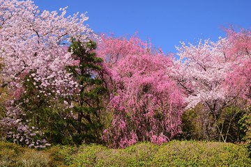 Blooming cherry blossoms in spring