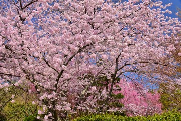 Blooming cherry blossoms in spring