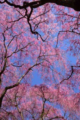 Blooming cherry blossoms in spring