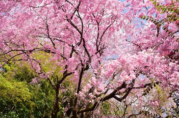 Blooming cherry blossoms in spring