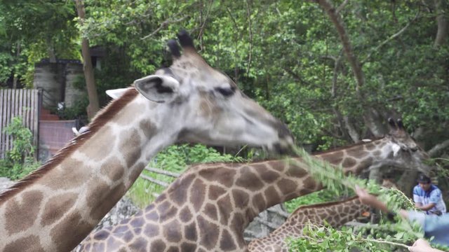 Eating giraffe's food In an open zoo