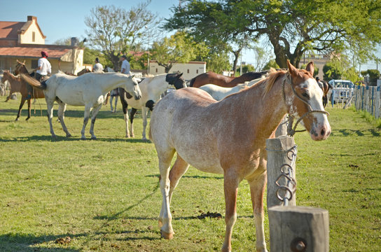 Caballos listos para la jineteada