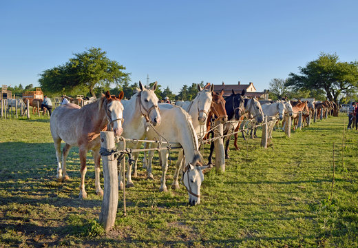 Caballos esperando la jineteada