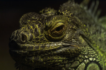 close up bright green iguana looking at the camera