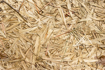 abstract background with dry bamboo leaves