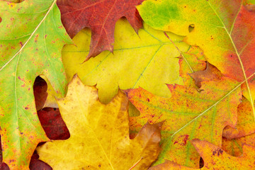 Oak tree leafs variety of colors covering the ground during autumn fall.