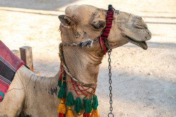 View of a Camel's Head With Rope and Chain Around the Mouth