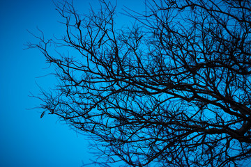 Halloween dead tree branches and night moonlight background.