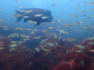 Giant fish and school of fish