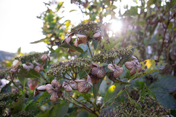 Withered flowers are also beautiful